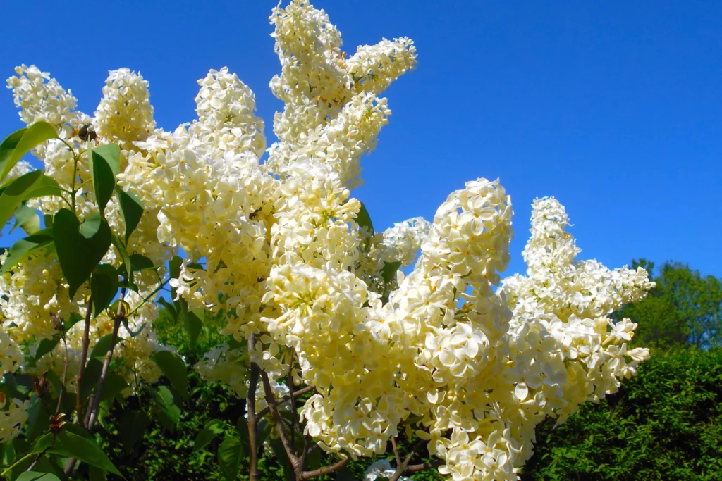 Common lilac - Syringa vulgaris PRIMROSE