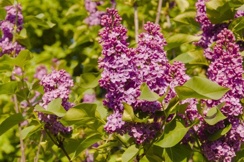 Syringa vulgaris OLIVIER DE SERRES