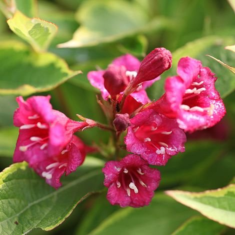 Rose Weigela-Weigela florida
