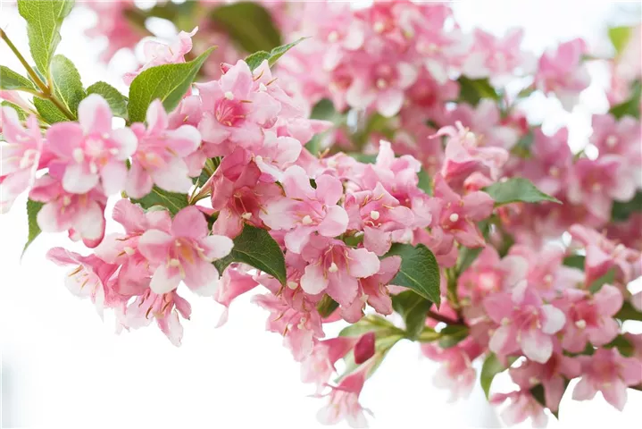 Rose Weigela-Weigela florida