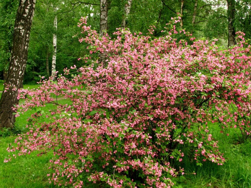 Rose Weigela-Weigela florida