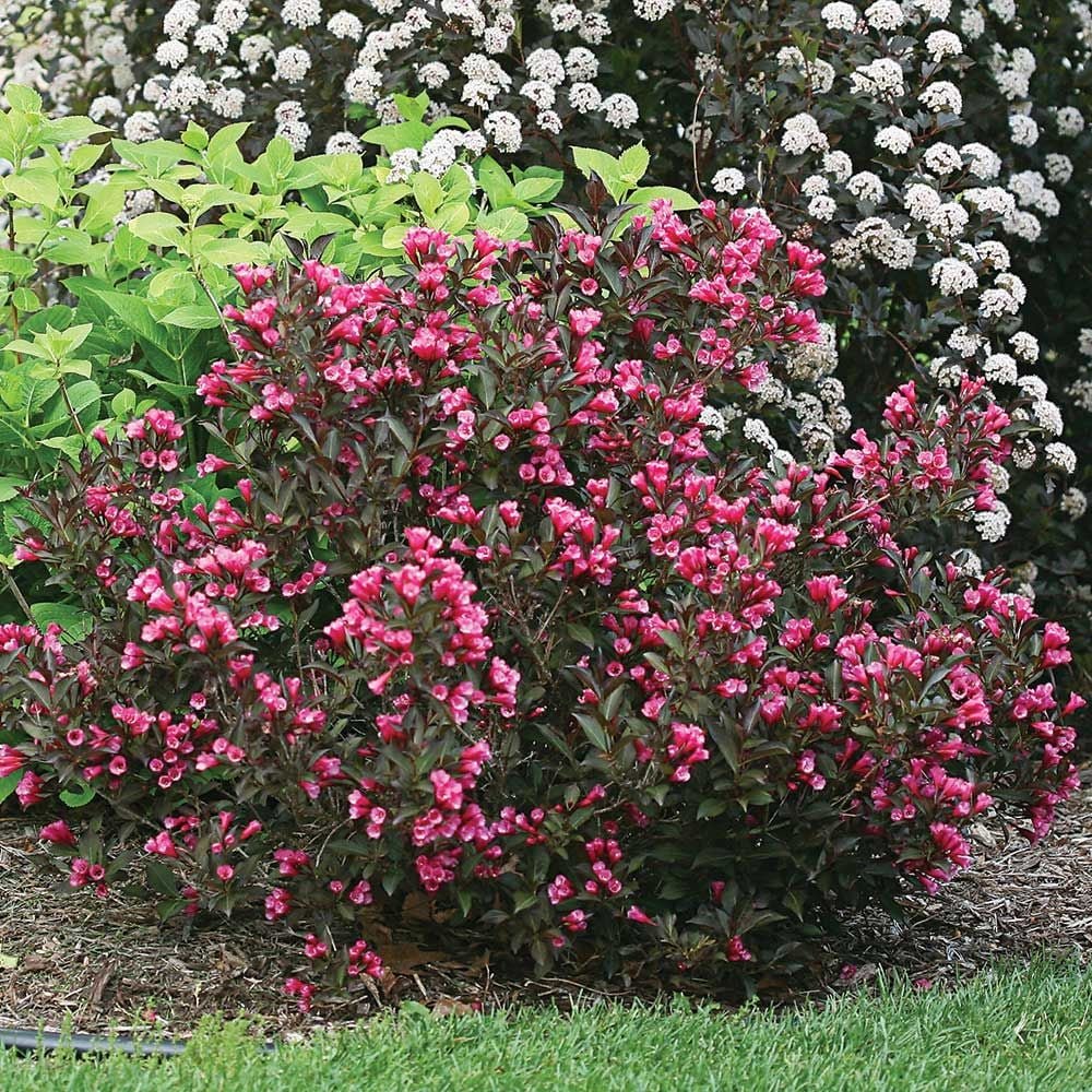 Rose Weigela-Weigela florida