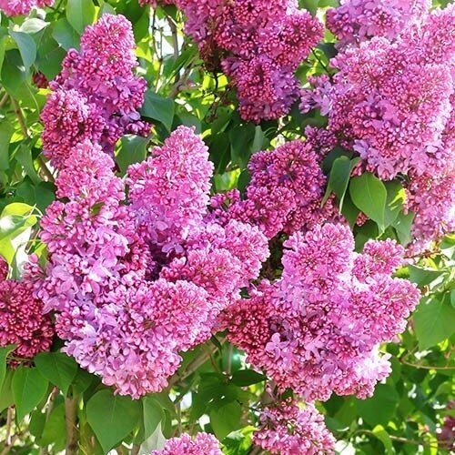 Syringa Bloomerang PINK PERFUME