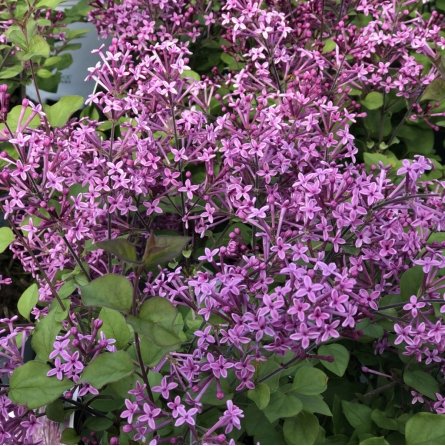Syringa vulgaris BLOOMERANG DARK PURPLE