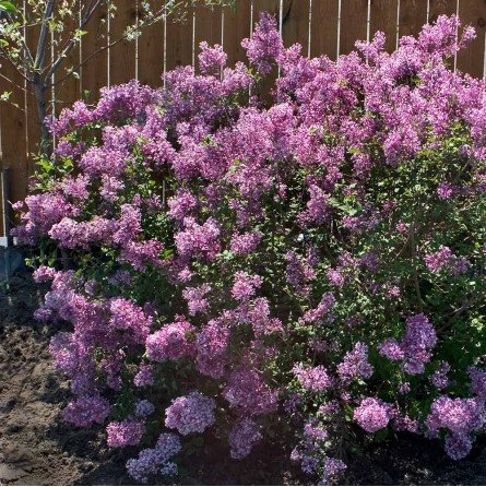 Syringa Bloomerang PINK PERFUME