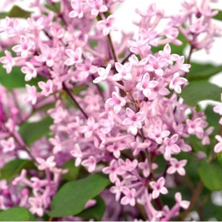 Syringa Bloomerang PINK PERFUME