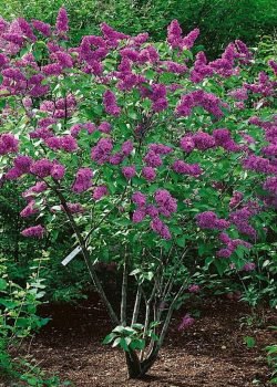 Syringa vulgaris SENSATION