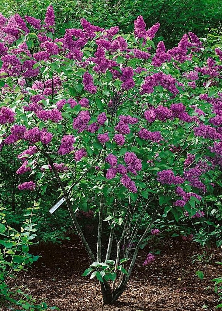 Syringa vulgaris CHARLES JOLY