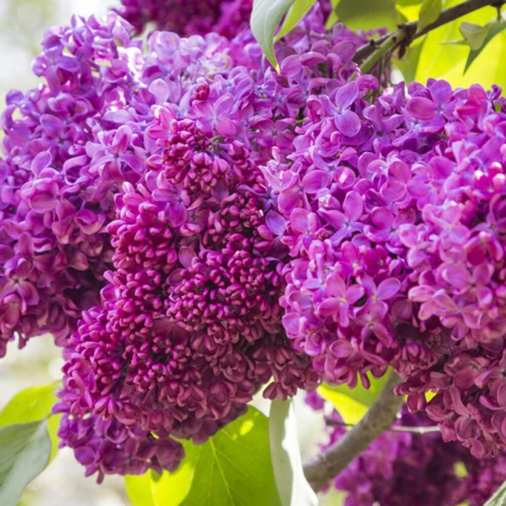 Syringa vulgaris CHARLES JOLY