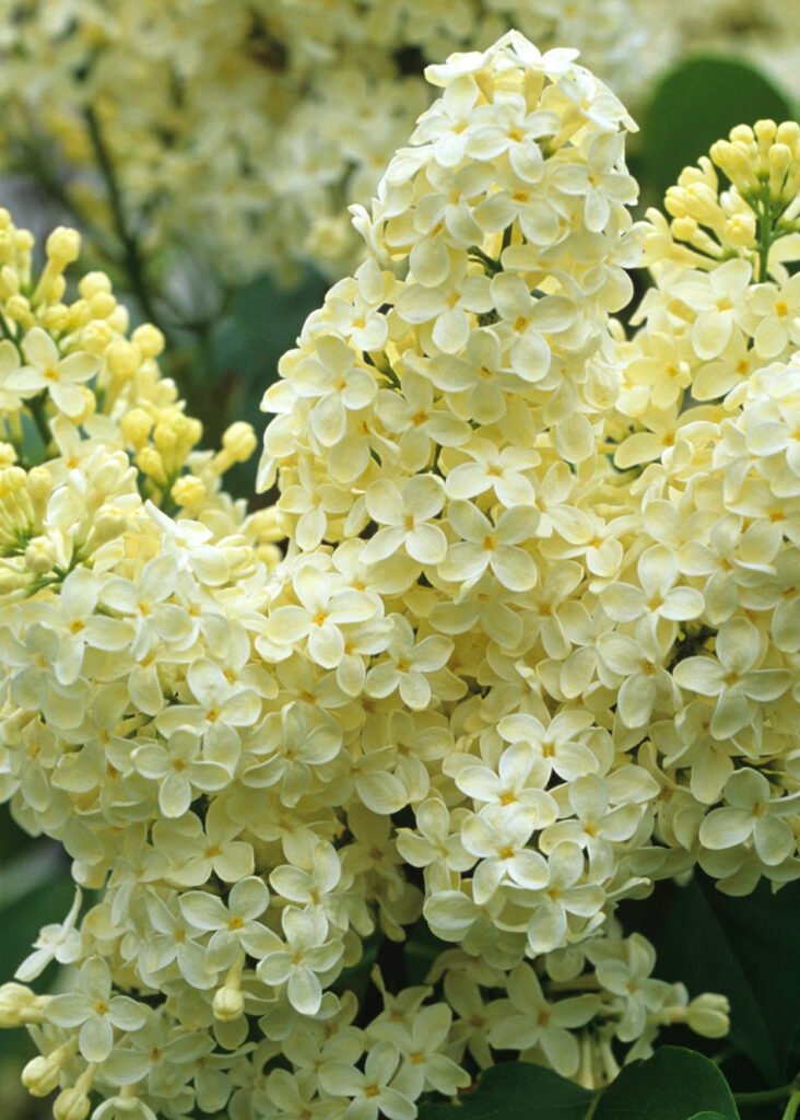 Common lilac - Syringa vulgaris PRIMROSE