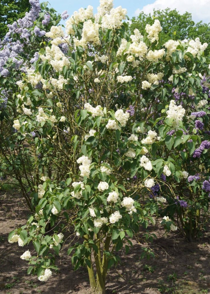 Common lilac - Syringa vulgaris PRIMROSE