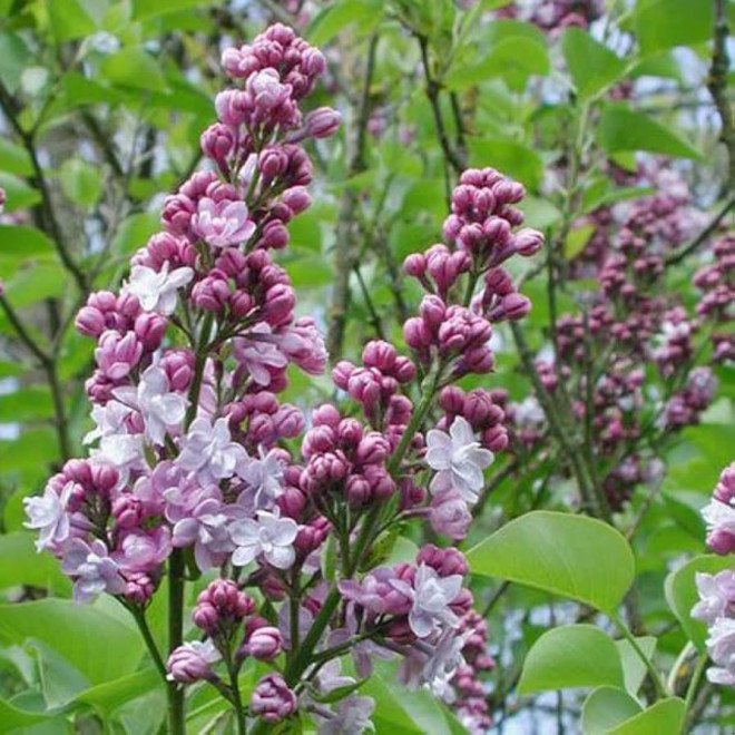 Syringa vulgaris MICHEL BUCHNER