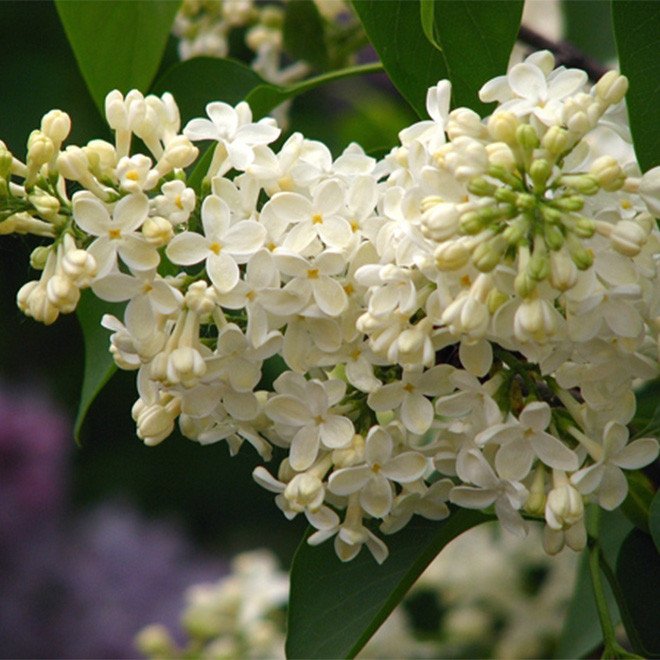 Common lilac - Syringa vulgaris PRIMROSE