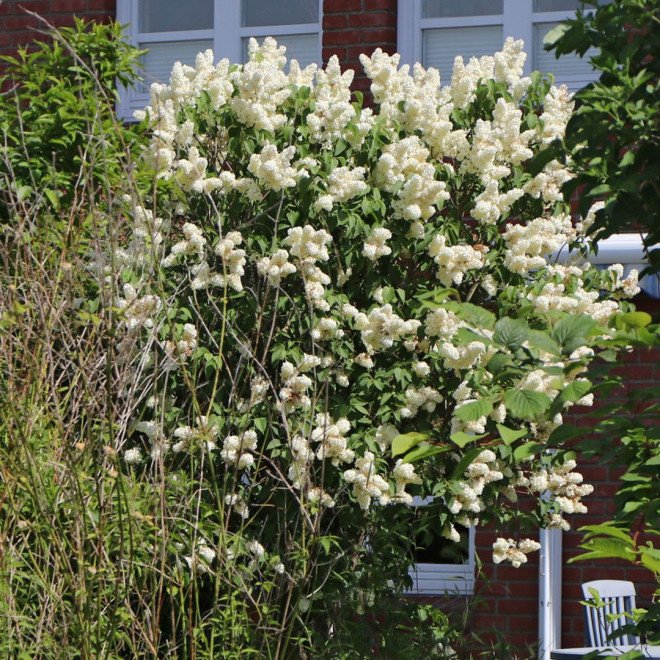 Common lilac - Syringa vulgaris PRIMROSE