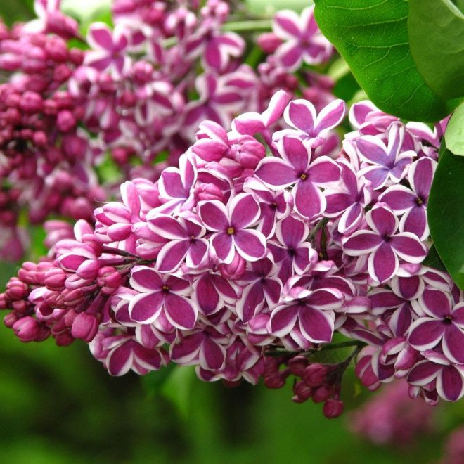 Syringa vulgaris SENSATION