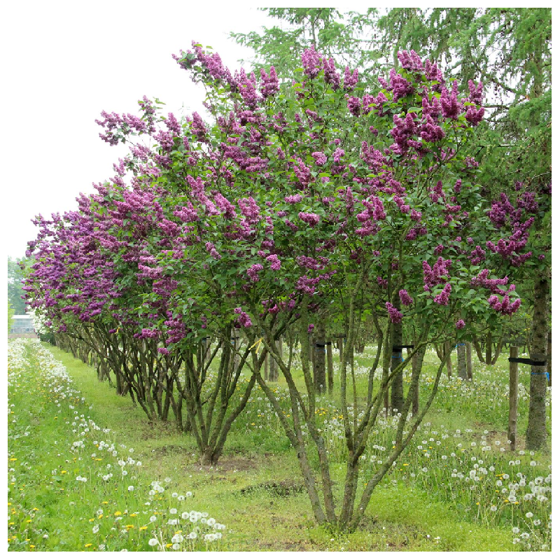 Syringa vulgaris CHARLES JOLY