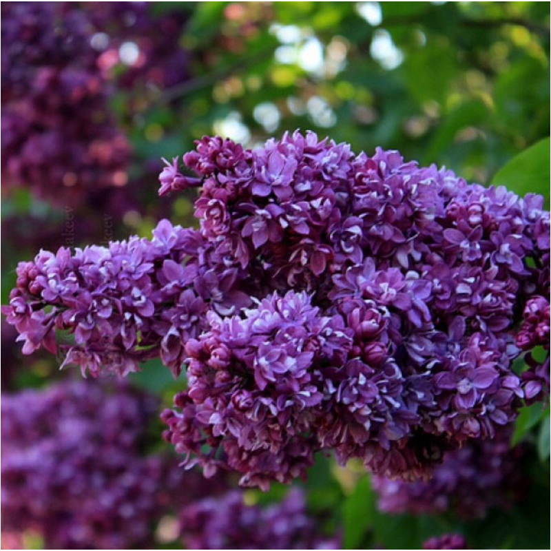 Syringa vulgaris OGNI DONBASSA