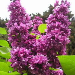 Syringa vulgaris OGNI DONBASSA