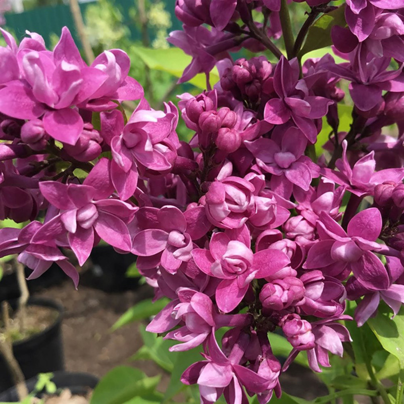 Syringa vulgaris OGNI DONBASSA