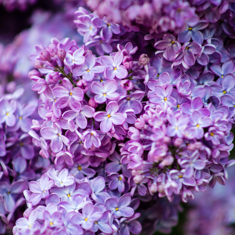 Syringa vulgaris OLIVIER DE SERRES