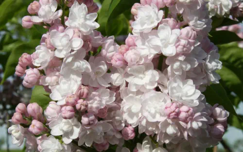 Common lilac - Syringa vulgaris BEAUTY OF MOSCOW