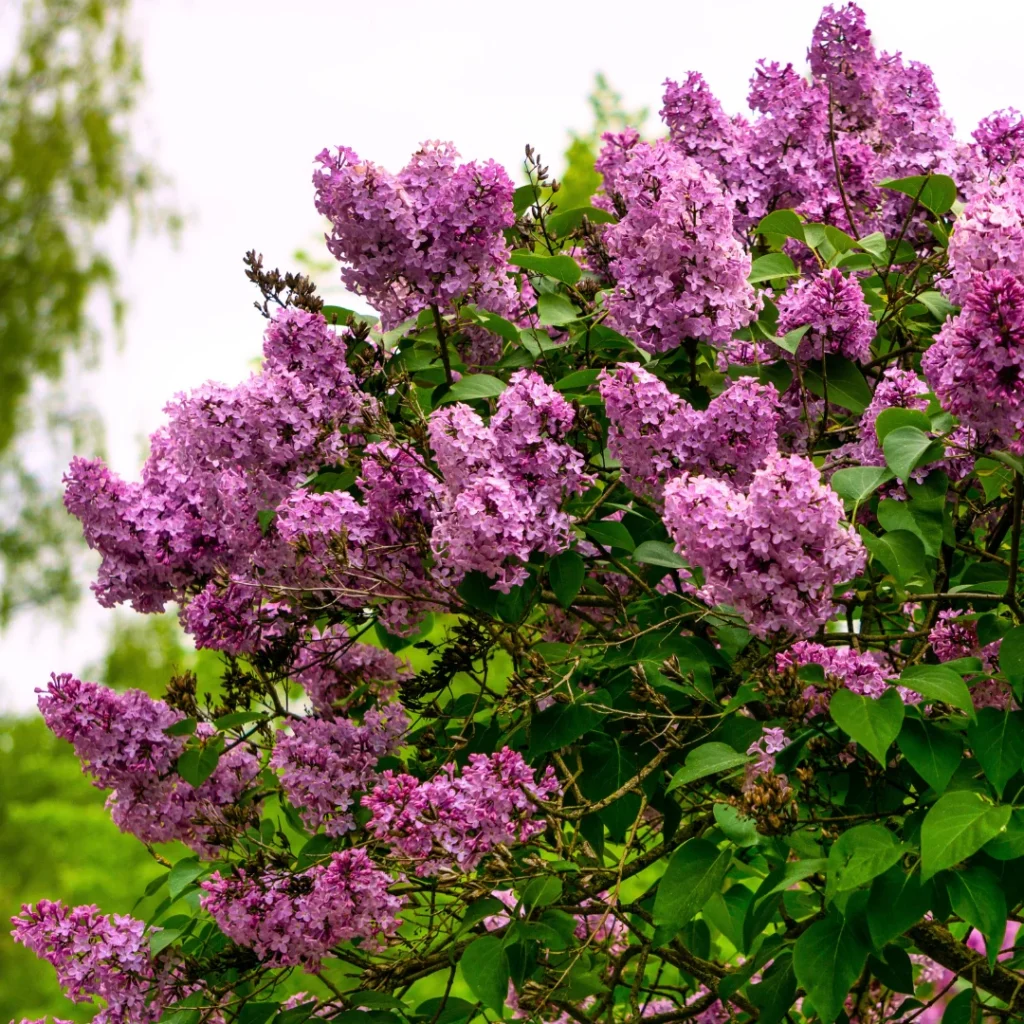 Syringa vulgaris BLOOMERANG DARK PURPLE