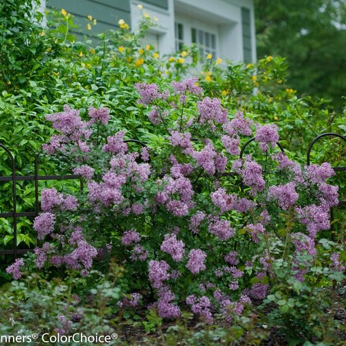 Syringa vulgaris BLOOMERANG DARK PURPLE