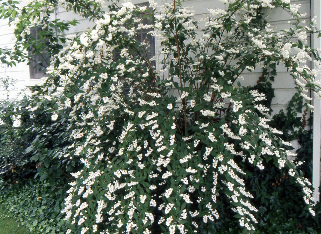 Deutzia-Deutzia scabra