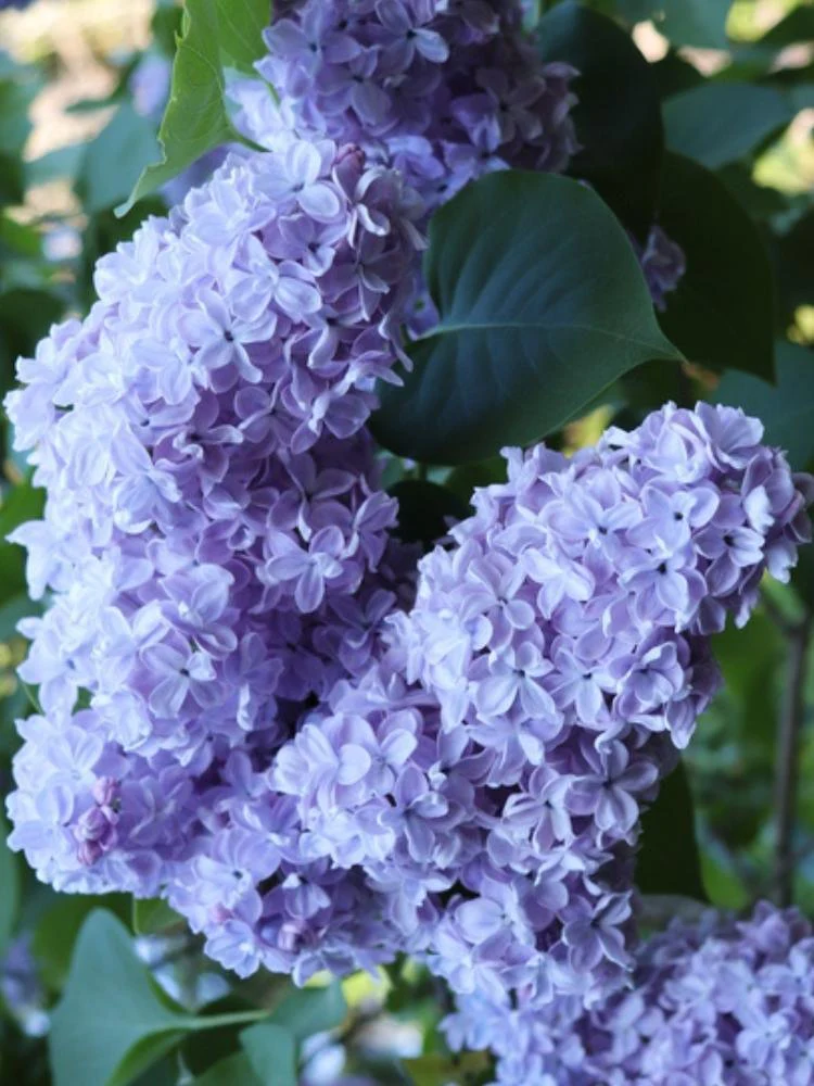 Syringa vulgaris CARPE DIEM