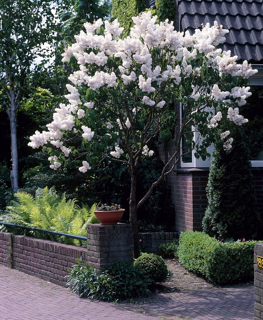 Syringa vulgaris ALBA