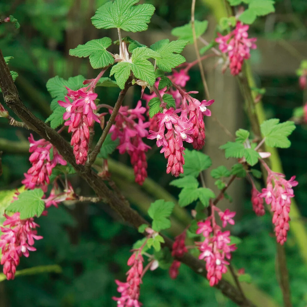 Flowering Currant-Ribes sanguineum