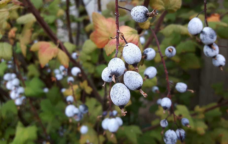 Flowering Currant-Ribes sanguineum