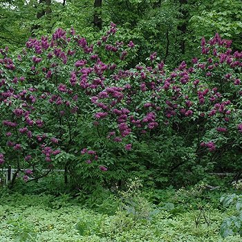 Syringa vulgaris CHARLES JOLY