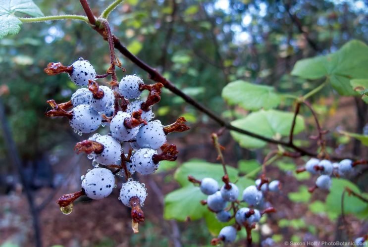 Flowering Currant-Ribes sanguineum