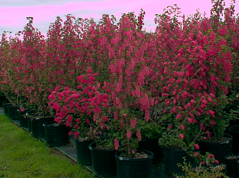 Flowering Currant-Ribes sanguineum