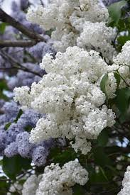 Syringa vulgaris ALBA