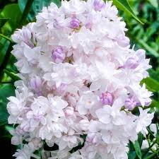 Common lilac - Syringa vulgaris BEAUTY OF MOSCOW