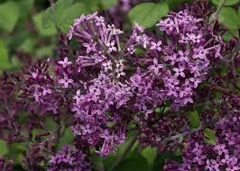 Syringa vulgaris BLOOMERANG DARK PURPLE