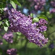 Syringa vulgaris MICHEL BUCHNER