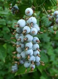 Flowering Currant-Ribes sanguineum