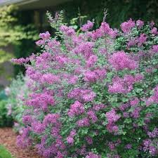 Syringa vulgaris BLOOMERANG DARK PURPLE