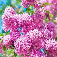 Syringa Bloomerang PINK PERFUME