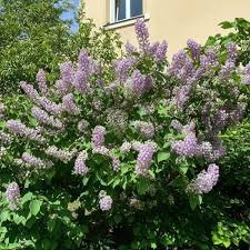 Syringa vulgaris MICHEL BUCHNER