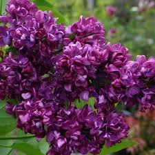 Syringa vulgaris CHARLES JOLY