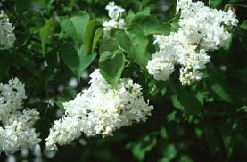 Syringa vulgaris ALBA