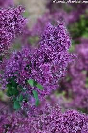 Syringa vulgaris BLOOMERANG DARK PURPLE