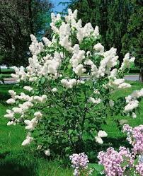 Syringa vulgaris ALBA