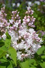 Common lilac - Syringa vulgaris BEAUTY OF MOSCOW