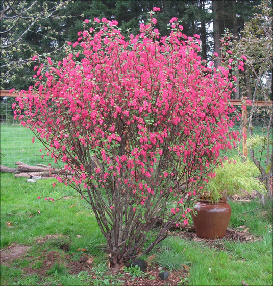 Flowering Currant-Ribes sanguineum