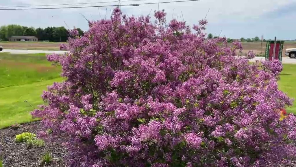Syringa vulgaris BLOOMERANG DARK PURPLE